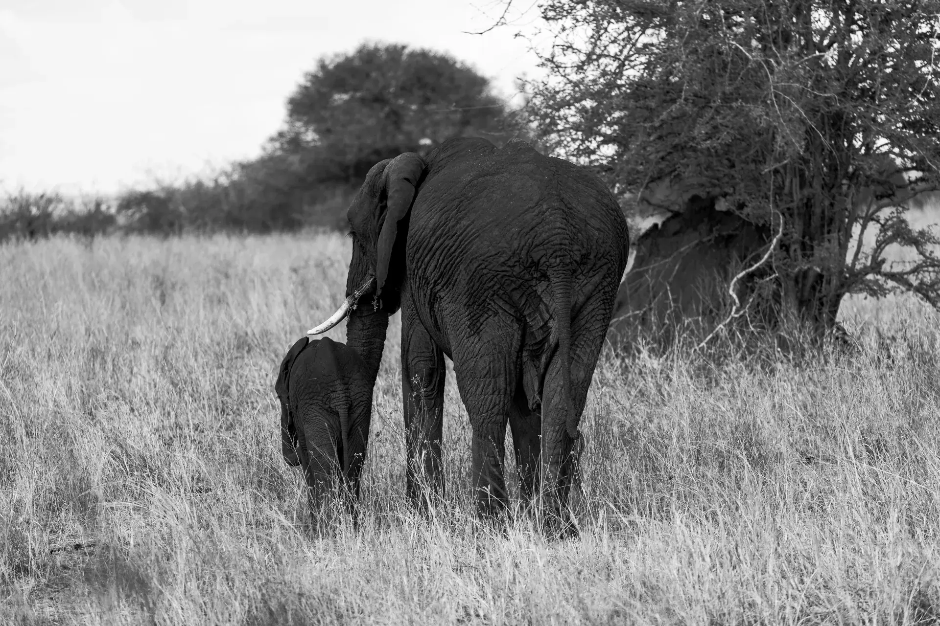 Elephants in a Tanzania safari landscape